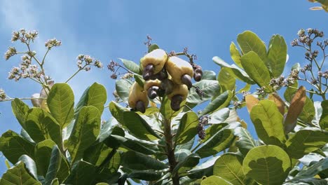 Close-up-windy-shot-looking-up-at-yellow-ripe-exotic-tropical-cashew-fruit-growing-on-a-tree-ready-to-be-harvested-for-juice-in-the-state-of-Rio-Grande-do-Norte-in-Northeastern-Brazil-near-Natal