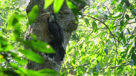 Feeding-the-parent-inside-to-sustain-then-flies-away-towards-the-right-of-the-frame,-White-throated-Brown-Hornbill-Ptilolaemus-austeni,-Thailand