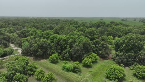 Rotating-aerial-drone-footage-of-mango-farm-forest-in-Mirpur-Khas,-Sindh,-Pakistan