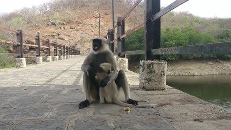 Front-view-of-a-mother-and-her-son-from-a-high-species-of-monkey-eating-a-potato-with-the-baby-monkey-clinging-to-its-forehead