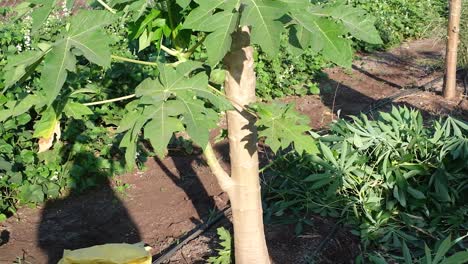 Escena-De-Arriba-Hacia-Abajo-En-La-Que-Una-Gran-Cantidad-De-Papayas-Han-Crecido-En-Un-árbol-De-Papaya-Y-Están-Listas-Para-Ser-Cosechadas