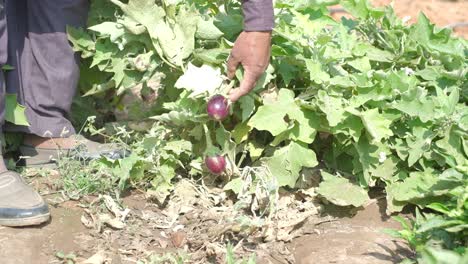 Escena-De-Primer-Plano-En-La-Que-Un-Hombre-En-Una-Granja-De-Vegetales-Orgánicos-Está-Levantando-Plantas-De-Berenjena-Y-Recogiendo-A-Mano-La-Berenjena-De-Mejor-Calidad