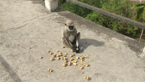 Scene-from-above-in-which-a-monkey-sitting-on-a-bridge-is-sitting-comfortably-eating-a-lot-of-vegetables-offered-by-a-person-and-enjoying-this-pleasure