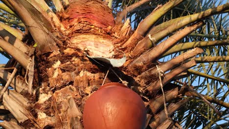 Una-Olla-De-Barro-Está-Fijada-En-La-Palmera-En-La-Que-Está-Cayendo-El-Jugo-De-Esta-Palma