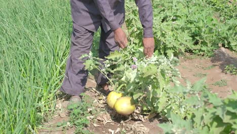 Close-up-scene-in-which-an-organic-vegetable-garden-has-a-bumper-crop-of-brinjals-and-a-man-is-harvesting-them