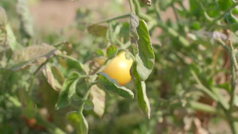 Close-up-scene-of-tomato-plants-being-poured-to-harvest-tomato-crops-that-are-being-grown-organically