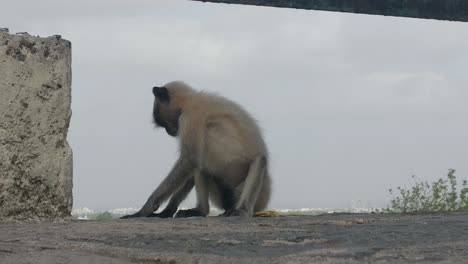 Front-view-of-a-baby-monkey-peeling-off-a-banana-with-both-hands-Funny-scene-of-a-banana-falling-from-his-hand-over-a-bridge