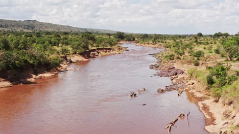 Toma-Aérea-De-La-Vida-Silvestre-Africana-De-Un-Grupo-De-Hipopótamos-En-Las-Orillas-Del-Río-Masai-Mara,-Vista-De-Drones-Del-Hermoso-Paisaje-Verde-Y-Exuberante-De-África-En-La-Reserva-Nacional-De-Masai-Mara,-Kenia,-áfrica