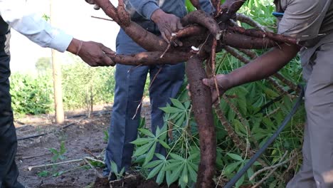 Escena-De-Primer-Plano-De-Agricultores-Recogiendo-Una-Planta-De-Mandioca-Y-Revisando-Sus-Raíces