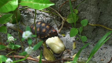 Nahaufnahme-Einer-Kleinen-Rotgefleckten-Landschildkröte,-Die-Neben-Einem-Stück-Banane-Vom-Sandigen-Boden-Eines-Gartens-An-Einem-Strandhaus-In-Rio-Grande-Do-Norte-Im-Nordosten-Brasiliens-Kaut