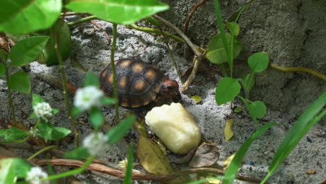 Nahaufnahme-Einer-Kleinen-Rotgefleckten-Landschildkröte,-Die-Neben-Einem-Stück-Banane-Vom-Sandigen-Boden-Eines-Gartens-An-Einem-Strandhaus-In-Rio-Grande-Do-Norte-Im-Nordosten-Brasiliens-Steht