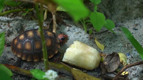 Makro-Nahaufnahme-Einer-Kleinen-Kleinen-Rotschildkröte,-Die-Neben-Einem-Stück-Banane-Vom-Sandigen-Boden-Eines-Gartens-An-Einem-Strandhaus-In-Rio-Grande-Do-Norte-Im-Nordosten-Brasiliens-Kaut