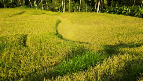 Luftaufnahme-Zeigt-Reisplantage-Am-Rande-Des-Tropischen-Waldes-Von-Bali,-Indonesien