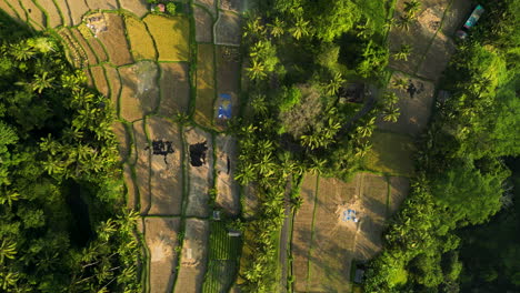 Ruhige-Ländliche-Landschaft-Mit-Terrassierten-Reisplantagen-Auf-Bali,-Indonesien,-Luftaufnahme-Von-Oben-Nach-Unten