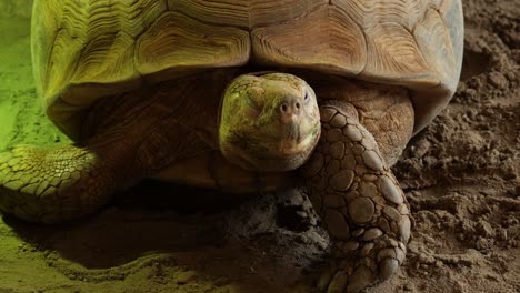 Nahaufnahme-Des-Gesichts-Einer-Erwachsenen-Riesenschildkröte,-Die-Auf-Sand-Ruht