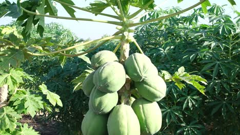 La-Trampa-De-Papaya-Orgánica-Ha-Producido-Una-Gran-Cantidad-De-Papayas-Que-Están-Listas-Para-La-Cosecha-Y-También-Para-La-Venta-En-El-Mercado