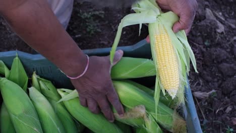 Un-Agricultor-Comprueba-La-Calidad-Del-Maíz-Americano-Fresco-Fuera-Del-Campo