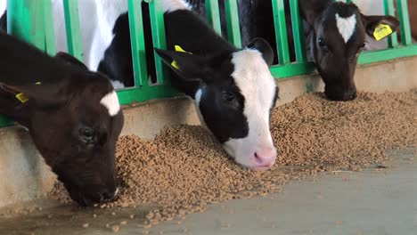 images-of-calves-eating-their-feed-in-the-barn