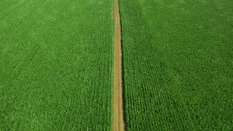 A-high-aerial-view-of-a-green-maize-field-shows-an-agricultural-road-crossing-through-the-field