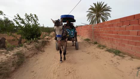 Front-view-of-walking-harnessed-horse-drawn-carriage-traveling-on-dirt-Djerba-road-for-tour-tourism-in-Tunisia
