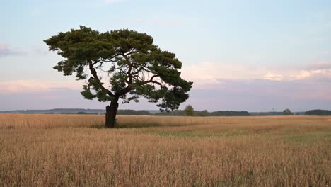 oak-tree-in-organic-field-farm-of-rye-wheat-crop-at-sunset