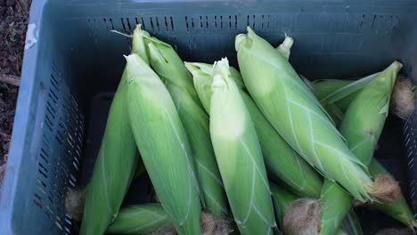 A-close-up-scene-of-a-farmer-unloading-a-bucket-of-organic-American-corn-to-sell-at-the-market