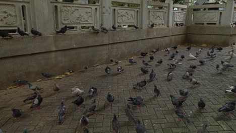 Tauben-Fressen-In-Einem-Tempel-In-Hongkong
