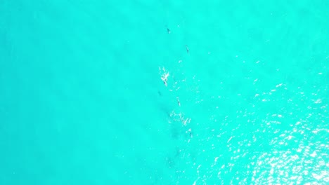 Delfine-Im-Aquablauen-Wasserparadies-Von-Sunshine-Beach,-Alexandria-Bay,-Noosa-Heads-Im-Shire-Of-Noosa,-Queensland,-Australien
