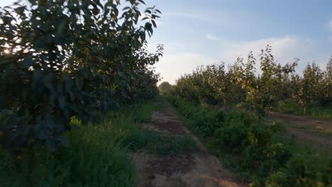 fields-full-of-fruit-trees-and-plants