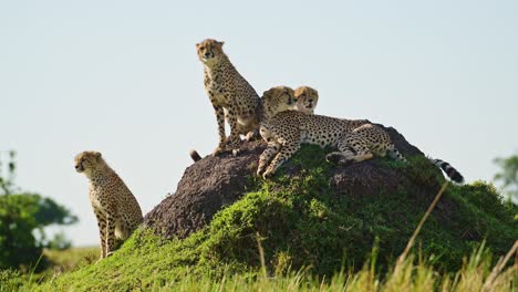 Masai-Mara-Cheetah-Family-in-Africa,-African-Wildlife-Animals-in-Kenya,-Mother-and-Young-Baby-Cheetah-Cubs-on-Top-of-a-Termite-Mound-Lookout-on-Safari-in-Maasai-Mara,-Amazing-Beautiful-Animal