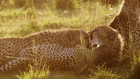 Slow-Motion-of-Cheetah-Cub-and-Mother-at-Sunset,-Mum-Licking-Cleaning-Grooming-and-Caring-For-Baby-in-Africa,-African-Wildlife-Safari-Animals-in-Maasai-Mara,-Kenya-in-Masai-Mara