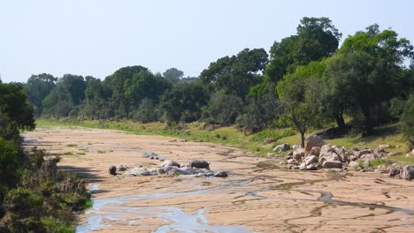 two-rhinos-perched-on-some-rocks-located-in-the-Olifantsrivier-at-kruger-national-park-during-a-bright-early-morning