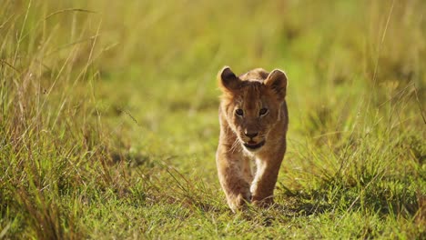 Slow-Motion-of-Cute-Lion-Cub,-African-Wildlife-of-Small-Baby-Animals-in-Masai-Mara,-Kenya,-Africa,-Small-Young-Lions-Walking-Through-Long-Savanna-Grasses-in-Maasai-Mara-Marsh-Pride-of-Lions-on-Safari