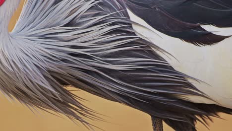 Close-up-detail-shot-of-Grey-Crowned-Cranes-feathers-and-beautiful-exotic-bright-colours-African-Wildlife-in-Maasai-Mara-National-Reserve,-Kenya,-Africa-Safari-Animals-in-Masai-Mara-North-Conservancy