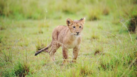 Toma-En-Cámara-Lenta-De-Cachorro-De-León-Bebé-Con-Actitud-Descarada,-Linda-Vida-Silvestre-Africana-En-La-Reserva-Nacional-De-Masai-Mara,-Kenia,-Animales-De-Safari-De-áfrica-En-La-Conservación-Del-Norte-De-Masai-Mara
