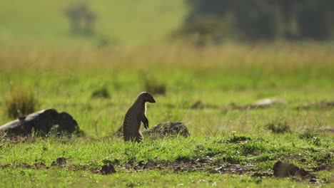 Zeitlupenaufnahme-Eines-Mungos-Mit-Blick-Auf-Die-Afrikanische-Savanne,-Neugierige-Afrikanische-Tierwelt-Im-Masai-Mara-Nationalreservat,-Kenia,-Afrika-Safaritiere-Im-Naturschutzgebiet-Masai-Mara-North