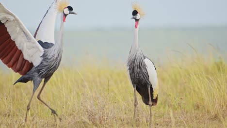 Slow-Motion-of-Grey-Crowned-Crane-Bird-Dancing-Mating-and-Displaying-doing-a-Courtship-Dance-and-Display-to-Attract-a-Female-in-Maasai-Mara-in-Africa,-African-Safari-Birdlife-Wildlife-Shot