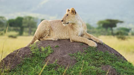 Slow-Motion-of-Lion-in-Africa,-Lioness-on-African-Wildlife-Safari-Sitting-on-Termite-Mound-Looking-Around-in-Masai-Mara-National-Reserve,-Kenya-in-Maasai-Mara,-Close-Up-of-Big-Five-Predator