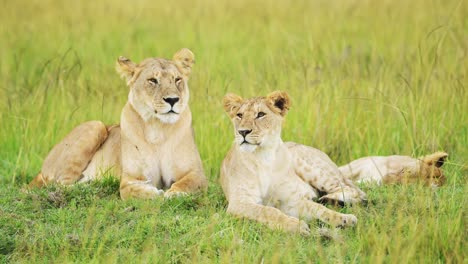 Masai-Mara-Löwenstolz-Im-Langen-Savannengras,-Afrikanisches-Wildtiersafaritier-Im-Masai-Mara-Nationalreservat-In-Kenia,-Afrika,-Zwei-Mächtige-Weibliche-Löwin-Schließen-Savannengräser-Aus-Niedrigem-Winkel