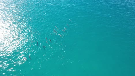 Malerischer-Blick-Auf-Delfine,-Die-Am-Sunshine-Beach,-Alexandria-Bay,-Noosa-Heads-Im-Shire-Of-Noosa,-Queensland,-Australien-Schwimmen