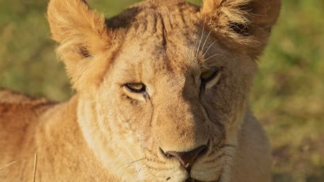 Slow-Motion-of-Lion,-Lioness-Female-Africa-Wildlife-Safari-Animal-in-African-Masai-Mara-National-Reserve-in-Kenya,-Looking-at-Camera-Portrait-Close-Up-Detail-of-Face-and-Eyes-in-Beautiful-Maasai-Mara
