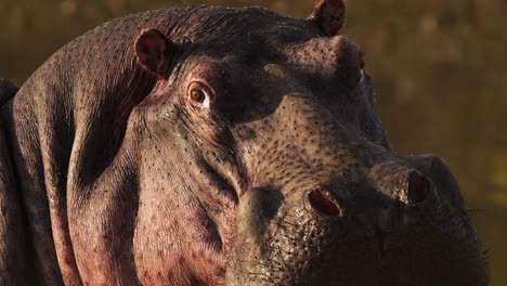 Close-up-African-safari-animals-Wildlife,-Hippo,-Hippopotamus-features-detailed-eyes-and-ears-in-Maasai-Mara-National-Reserve,-Kenya,-Masai-Mara-North-Conservancy-in-Africa