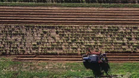 Aerial-straight-down-of-farmer-team-with-tractor-collecting-plants-after-cultivation-in-sunlight