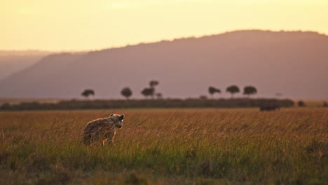 Slow-Motion-of-African-Wildlife-Animal,-Hyena-walking-in-Beautiful-Golden-Sun-Light-in-the-Savanna-Plains-Under-Maasai-Mara-Sunrise-in-Amazing-Orange-Landscape-Scenery-in-Kenya,-Africa