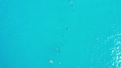 Dolphins-Swimming-in-Formation-in-Sunshine-Beach,-Alexandria-Bay,-Noosa-Heads-in-the-Shire-of-Noosa,-Queensland,-Australia
