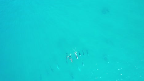 Delfines-Nadando-En-Las-Tranquilas-Aguas-Azul-Agua-De-La-Playa-De-Sol,-Bahía-De-Alejandría,-Cabezas-De-Noosa,-En-El-Condado-De-Noosa,-Queensland,-Australia