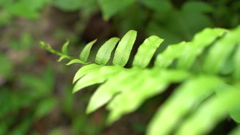 At-the-beginning-of-the-monsoon,-fern-leaves-start-to-grow