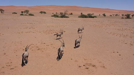 Aerial-view-of-antelopes-running-through-the-Namibian-desert-on-a-sunny-day