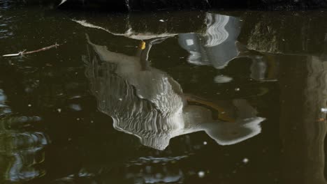Water-Reflection-Of-A-White-Pelican-Bird.-closeup