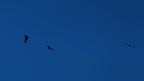 Vögel-Fliegen-Im-Kreis-Am-Blauen-Himmel